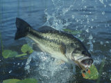 Buy Largemouth Bass Surfacing with a Lure in its Mouth at AllPosters.com