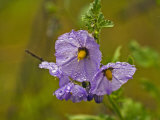 Purple Nightshade (Solanum Xanti) Is Native to California
