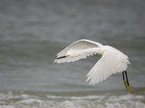 Snowy Egret Flying, Egretta Thula, Southeastern USA