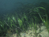 Eel Grass, Zostera Marina, a Marine Flowering Plant, California, Usa, Pacific Ocean