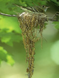 Acadian Flycatcher on its Nest, Ohio, USA