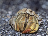 Semi-Terrestrial Hermit Crab (Coenobita Compressus), Galapagos Islands