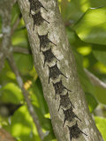 Proboscis Bats or Long-Nosed Bats Resting on a Tree Trunk, Rhynchonycteris Naso