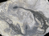 Mosasaur Fossil (Keichousaurus Hui), Triassic Period, China