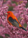 A Male Scarlet Tanager, Piranga Olivacea, in a Flowering Redbud Tree, Eastern USA