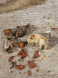 Robin (Turdus Migratorius) Scat with Juneberry Seeds, an Example of Seed Dispersal by Animals