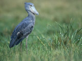 Whale-Headed Stork, Balaeniceps Rex, Central Africa