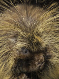 Buy Porcupine Face, Erethizon Dorsatum, North America at AllPosters.com