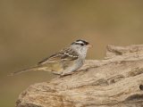 White-Crowned Sparrow, Zonotrichia Leucophrys, North America