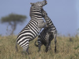 Common or Burchell's Zebras Fighting, Equus Burchellii, Masai Mara, Kenya, Africa