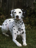 Dalmatian Variety of Domestic Dog