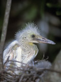 Little Blue Heron Chick in the Nest, Egretta Caerulea, Florida, USA