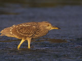 Immature Black-Crowned Night Heron, Nycticorax Nycticorax, North America