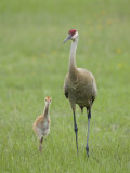 Sandhill Crane, Grus Canadensis, Parent with Chick, North America
