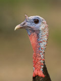 Wild Turkey Head (Meleagris Gallopavo), USA