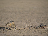 Buy Black-Backed Jackal, Canis Mesomelas, Scavenging from an Old Kill, Masai Mara, Kenya, Africa at AllPosters.com