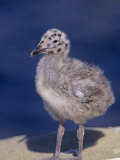 Western Gull Chick