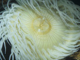 Giant Green Anemone (Anthopleura Xanthogrammica), Central California, USA