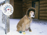 Dog Sitting on Snow, 45 Degrees Below Zero Fahrenheit