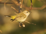 Yellow-Rumped Warbler, Dendroica Coronata, SA