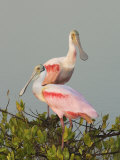 Roseate Spoonbills, Ajaia Ajaja, Florida, USA