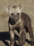 Young Spotted Hyena, Crocuta Crocuta, East Africa