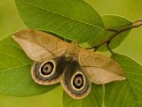 Saturnid Moth Adult Male Showing its Eyespots on its Wings (Leucanella Lynx). Ecuador