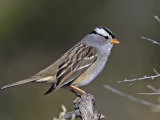 White-Crowned Sparrow (Zonotrichia Leucophrys), North America