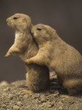 Buy Black-Tailed Prairie Dogs, Cynomys Ludovicianus, Western North America at AllPosters.com