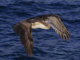 Brown Pelican in Flight, Pelecanus Occidentalis, North America