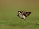 Least Sandpiper in Juvenile Plumage, Calidris Minutilla, North America