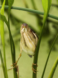 Least Bittern, Ixobrychus Exilis, . USA