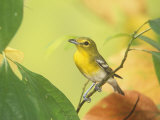 Yellow-Throated Vireo (Vireo Flavifrons), North America