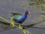 Purple Gallinule, Porphyrula Martinica, Southern USA
