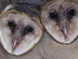 Barn Owl Faces, Tyto Alba, a Threatened Species, North America