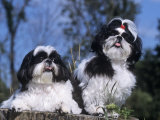 Shih Tzu Variety of a Toy Domestic Dog