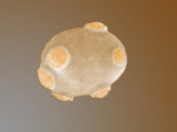 Yeast Cell with Bud Scars
