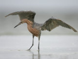 Reddish Egret Dancing Behavior, Egretta Rufescens, Southern USA