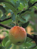 Buy An Apple in the Ripening Stage Near Harvest Time at AllPosters.com
