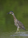 Young Yellow-Crowned Night Heron, Nyctanassa Violacea, Southern USA