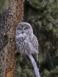 Great Gray Owl in a Coniferous Forest