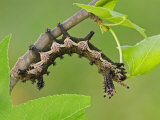 Royal Moth Fourth Instar Caterpillar Eating a Leaf (Citheronia Hamifera). Ecuador