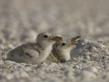 Black Skimmer, Rynchops Niger, Chicks on the Beach, Southern USA