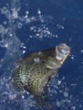 Black Crappie