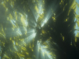 Sunlight Shining Through a Giant Kelp Forest, Macrocystis Pyrifera, a Brown Algae, California, USA