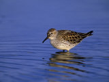 White-Rumped Sandpiper in Breeding Plumage, Calidris Fuscicollis, Canada