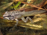 Wood Frog Metamorphosing Tadpole with Four Legs (Rana Sylvatica). Eastern Usa. (Rana Sylvatica