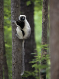 Coquerel's Sifaka, Propithecus Verreauxi Coquereli, a Type of Lemur from Madagascar, Africa