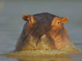 Hippopatamus, Hippopotamus Amphibius, on the Surface of Lake Baringo, Kenya, Africa