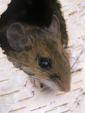 White-Footed Mouse, Peromyscus Leucopus, Peering from a Hole in a Birch Tree, Ohio, USA